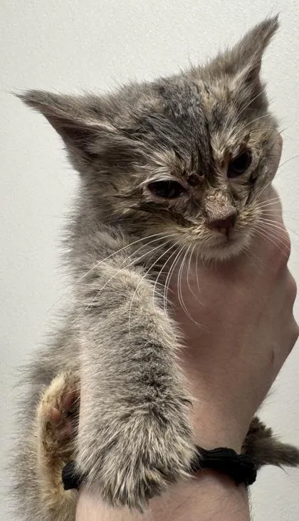 A baby small-sized female Domestic Short Hair cat named Dumpling for adoption in West Chester, PA
