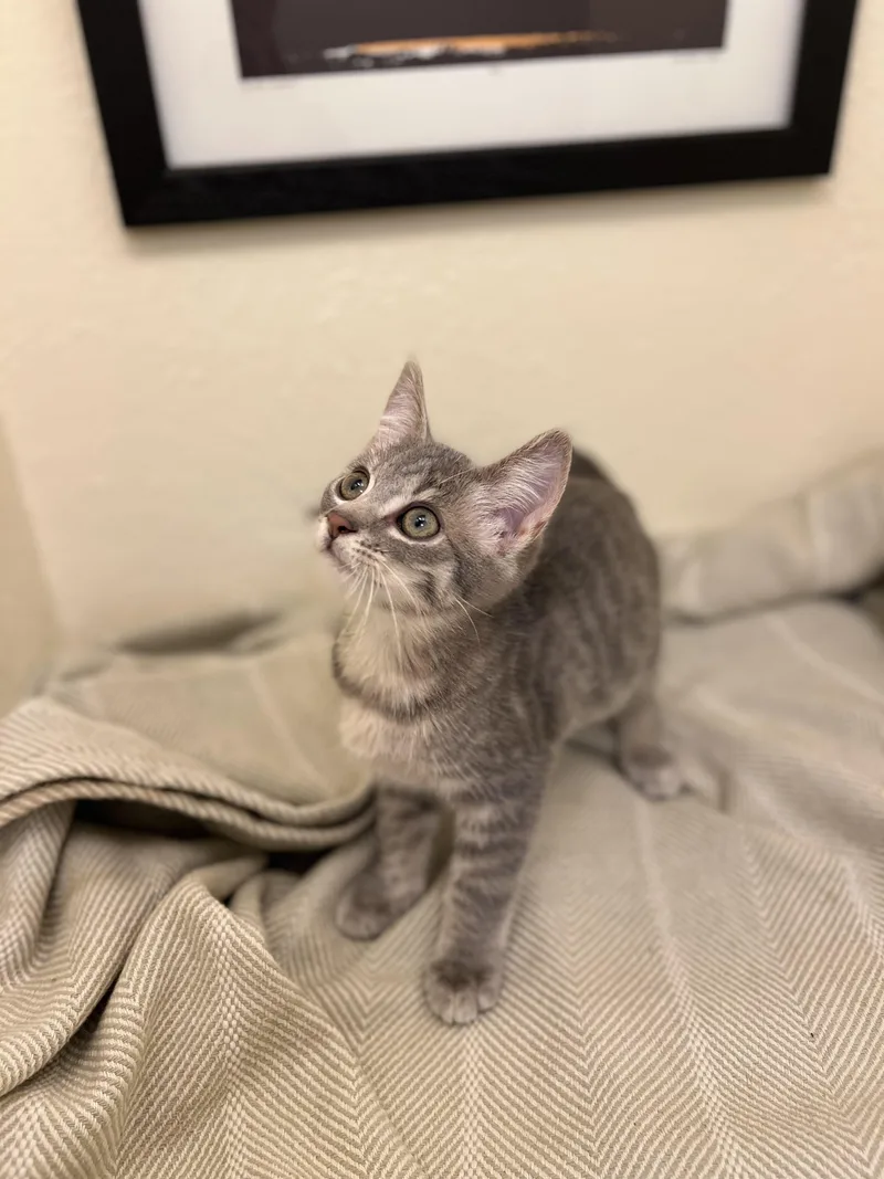 A baby small-sized female Tabby (Gray / Blue / Silver) American Shorthair cat named Lily a confident for adoption in The Dalles, OR
