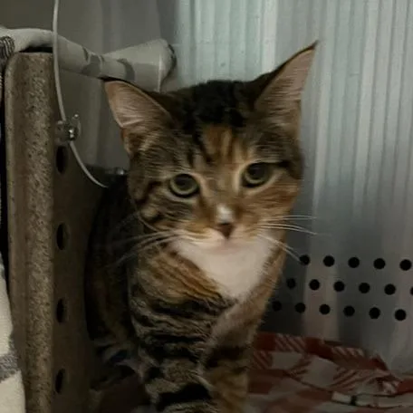 An adult medium-sized female Torbie Domestic Short Hair cat named Miss Ma'am for adoption in Baltimore, MD