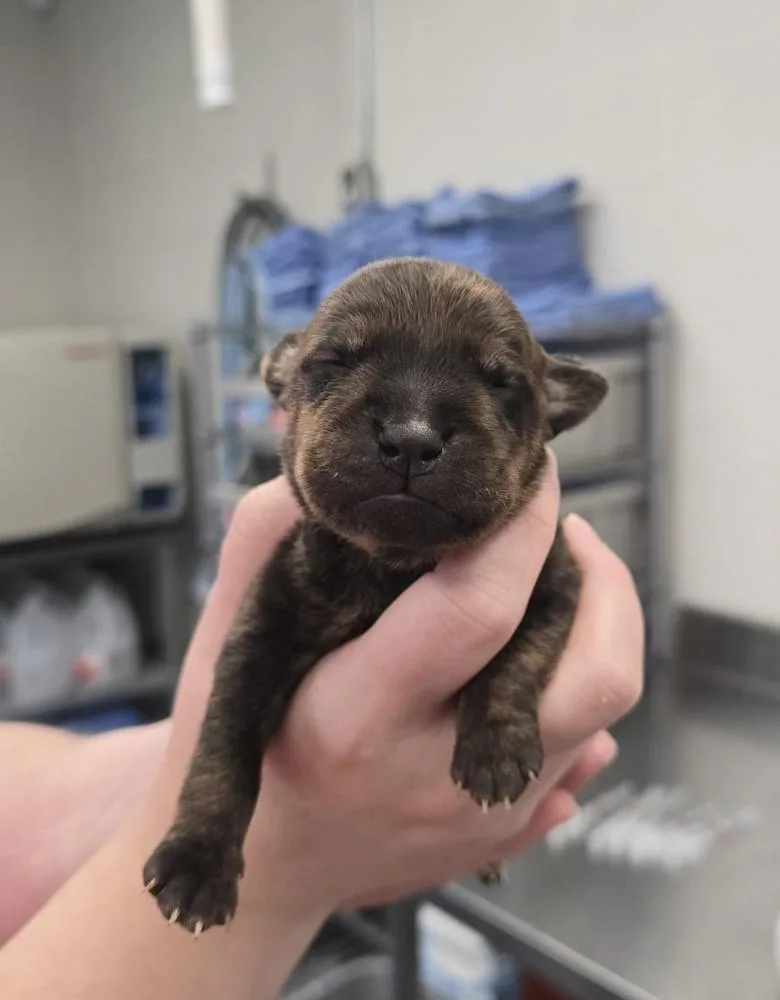 A baby small-sized male Brindle Terrier dog named Malbec for adoption in Evansville, IN