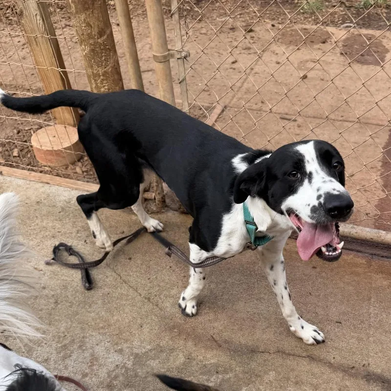 An adult medium-sized male Black English Pointer dog named Bo pointer for adoption in Peachtree City, GA