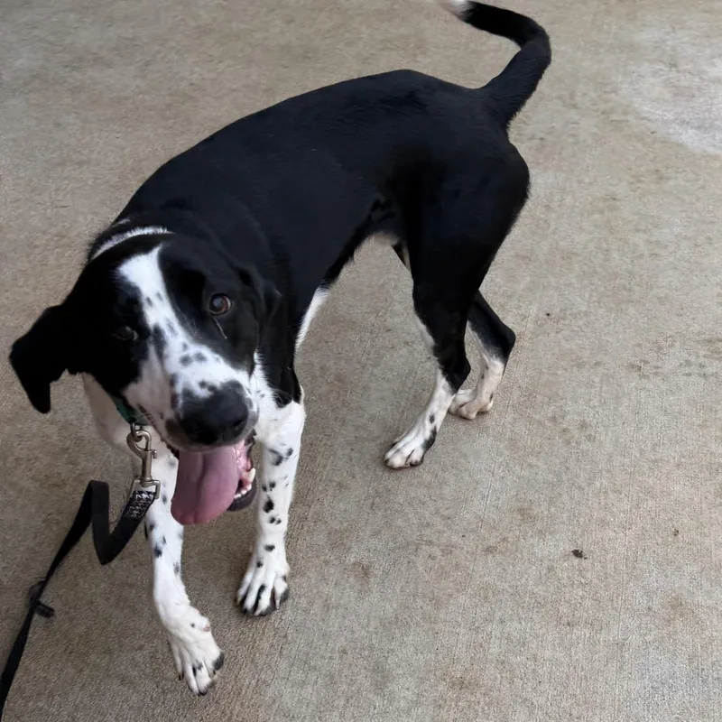 Bo pointer thumbnail 5