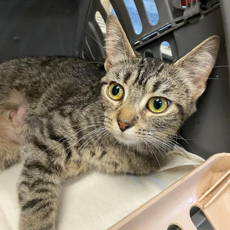A young medium-sized female Black Domestic Short Hair cat named Meowski for adoption in Memphis, TN