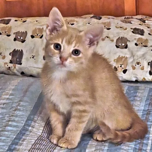 A baby medium-sized male Tabby cat named PeeWee for adoption in Rutherfordton, NC