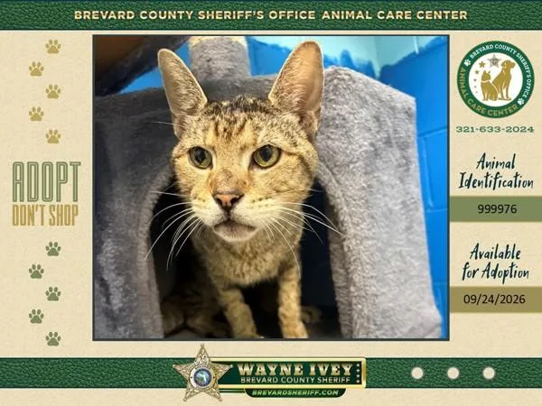 An adult large-sized male Domestic Short Hair cat named Squirtle for adoption in Melbourne, FL