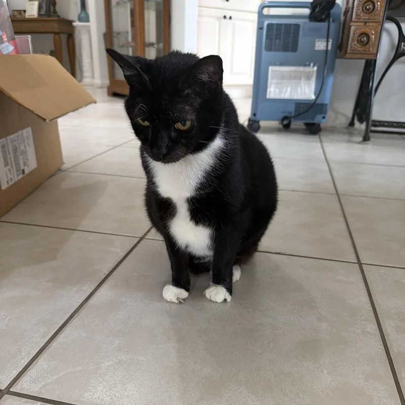 A senior large-sized female Black Domestic Short Hair cat named Jazz for adoption in West Palm Beach, FL