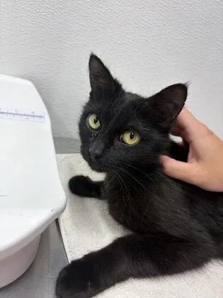 An adult medium-sized female Domestic Short Hair cat named Mckenzie for adoption in West Chester, PA