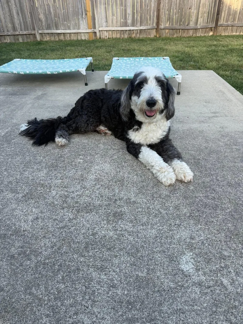 A young large-sized female Sheepadoodle dog named Rain for adoption in Spring, TX
