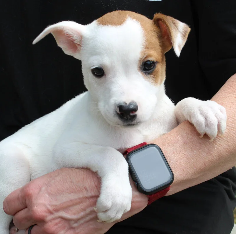 A baby medium-sized male Terrier dog named Judge Milian for adoption in Prattville, AL