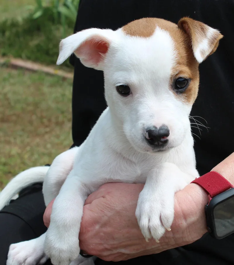 Judge Milian thumbnail 3