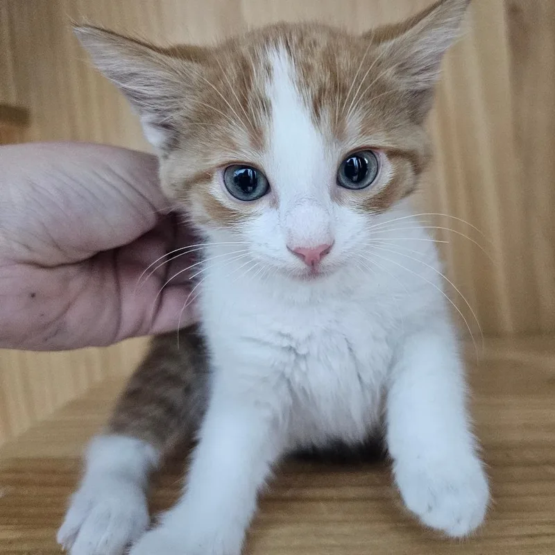 A baby small-sized female Orange / Red Domestic Short Hair cat named Dr Pepper for adoption in Corydon, IN