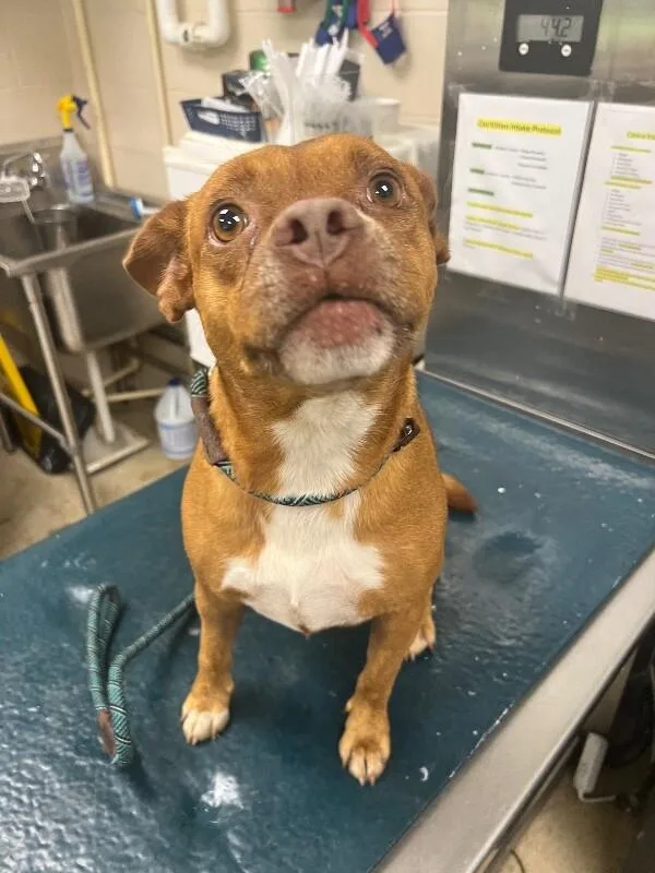 An adult medium-sized female Red / Chestnut / Orange Mixed Breed dog named Jaycie for adoption in Mobile, AL