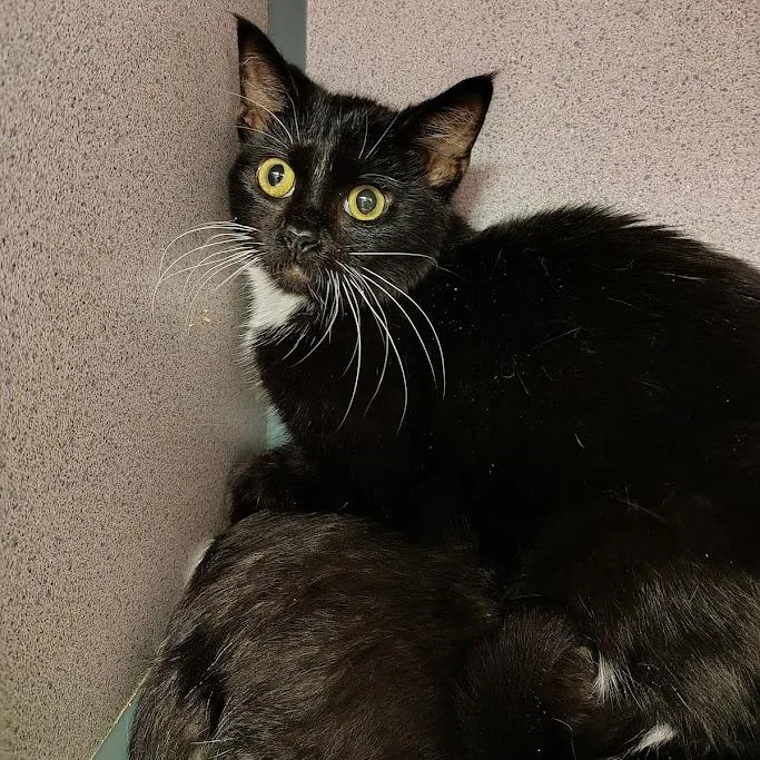 A young small-sized female Black Domestic Short Hair cat named Mouse for adoption in Cedar Rapids, IA