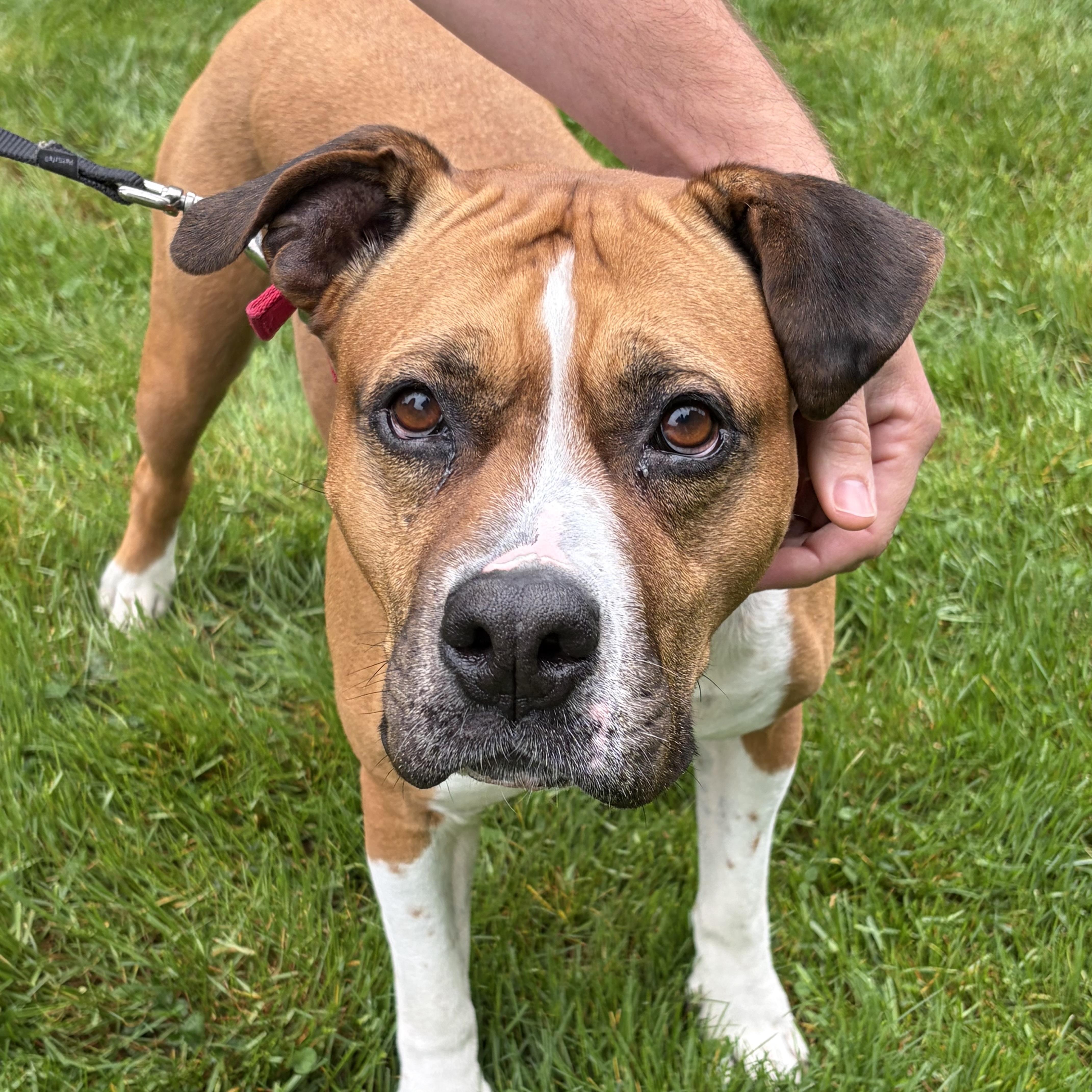 An adult large-sized female Red / Chestnut / Orange Boxer dog named Xena for adoption in Elizabethtown, PA