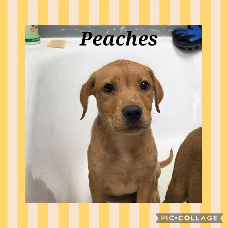 A baby large-sized female Yellow / Tan / Blond / Fawn Labrador Retriever dog named Peaches for adoption in Ringwood, NJ