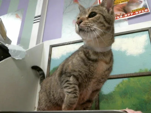 A young medium-sized female Domestic Short Hair cat named Muffin for adoption in Houston, TX