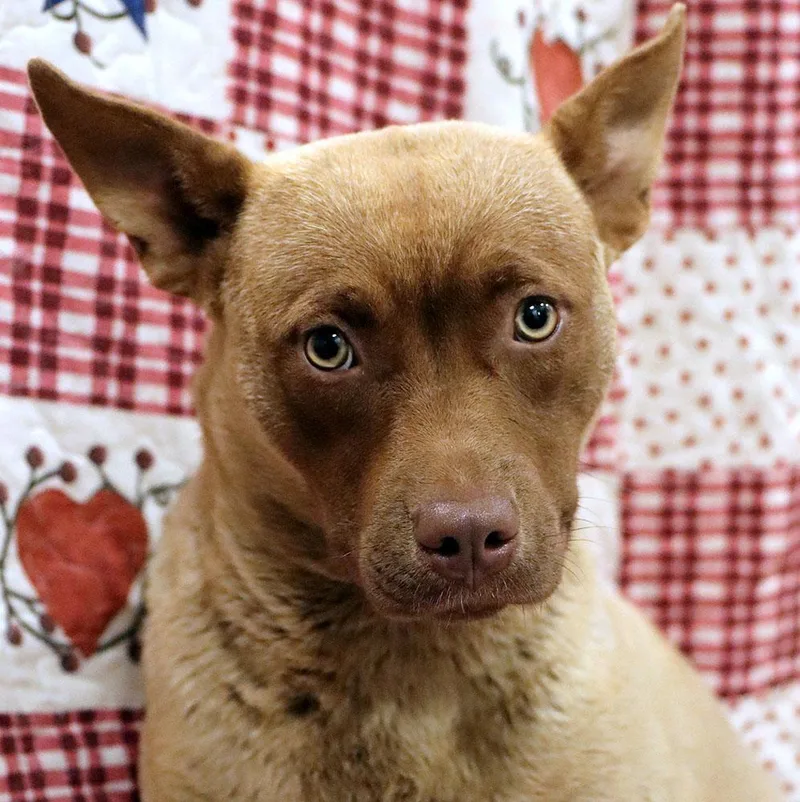 A young medium-sized female Golden Australian Kelpie dog named Sunbear for adoption in Kansas City, KS