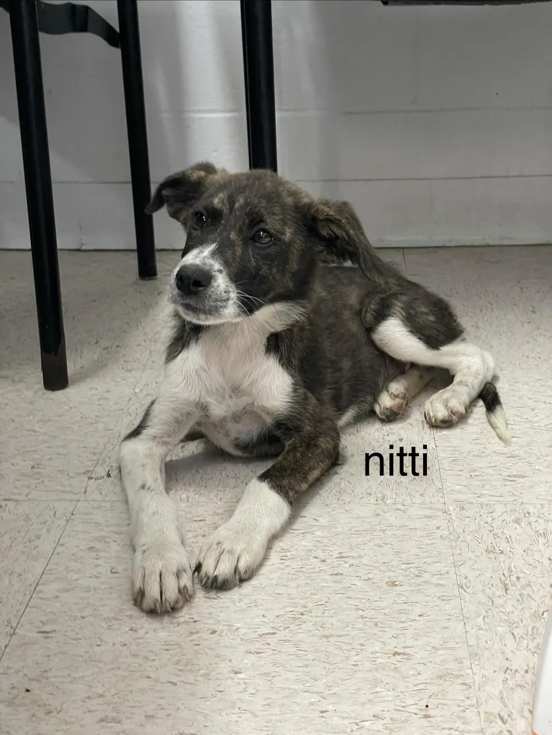 Nitti