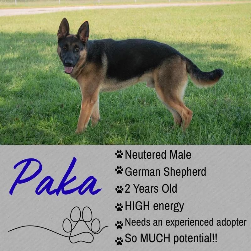 An adult large-sized male Black German Shepherd Dog dog named Paka for adoption in Junction City, KS