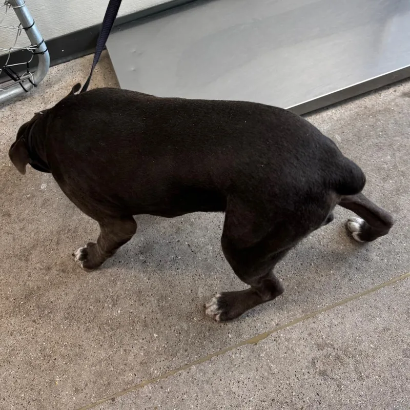 A young medium-sized male Gray / Blue / Silver Mixed Breed dog named Toby for adoption in Las Cruces, NM