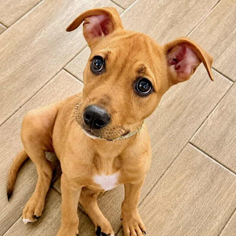 A baby medium-sized female Yellow / Tan / Blond / Fawn Labrador Retriever dog named Penny for adoption in Austin, TX