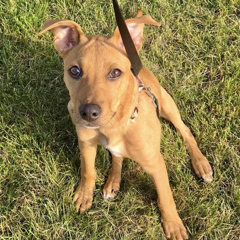 Penny thumbnail 3