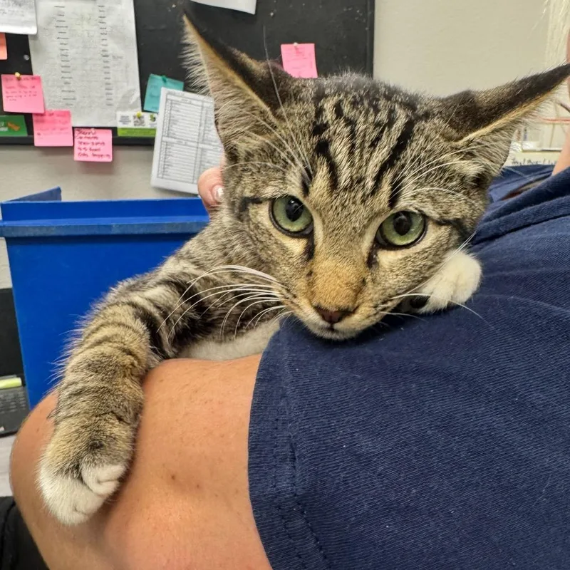 A baby medium-sized male Gray / Blue / Silver Domestic Short Hair cat named Grilled Cheese Burrito for adoption in Columbiana, AL