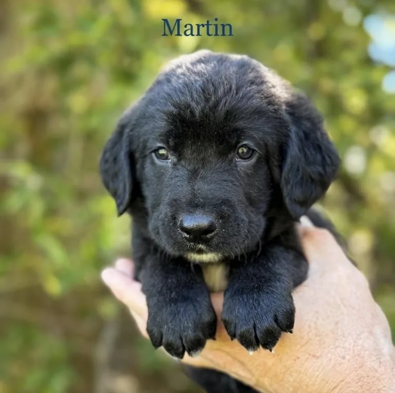 A baby medium-sized male Chocolate Labrador Retriever dog named Martin for adoption in Iron Ridge, WI
