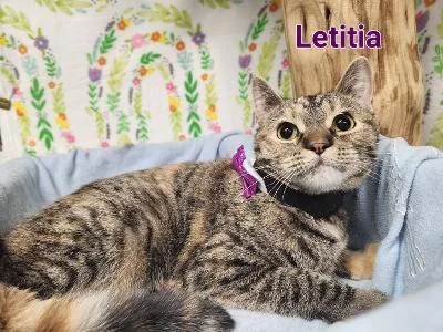 Letitia thumbnail 3