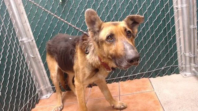 A senior large-sized female German Shepherd Dog dog named Craig for adoption in Downey, CA