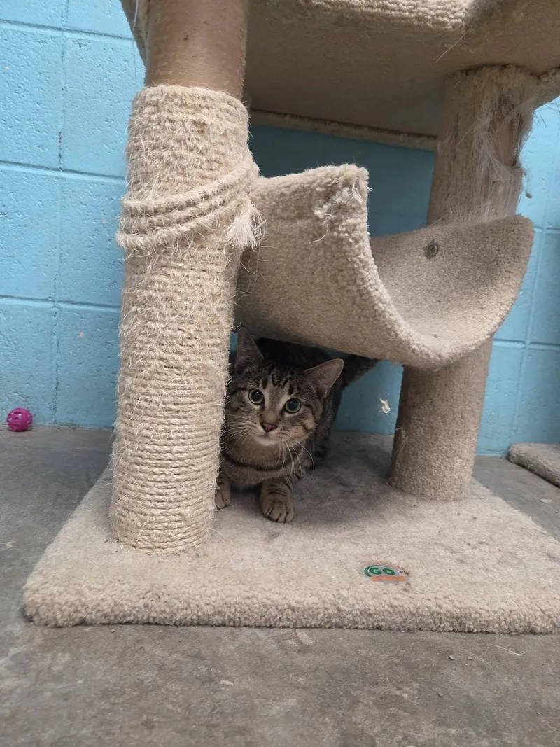 A young large-sized male Tabby (Brown / Chocolate) Domestic Short Hair cat named Blender for adoption in Chilton, WI