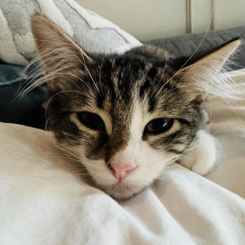 A baby small-sized female Domestic Medium Hair cat named Poptart for adoption in Fort Worth, TX