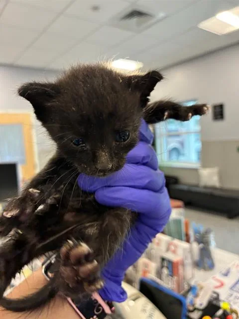 A baby small-sized male Domestic Short Hair cat named Mr Soil for adoption in Palmetto, FL