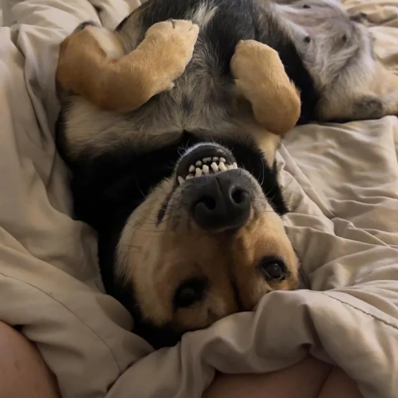 An adult medium-sized female Black Mixed Breed dog named Ellie for adoption in Raleigh, NC