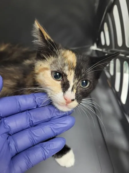 A baby small-sized female Domestic Short Hair cat named If Anzley for adoption in Lawrenceville, GA