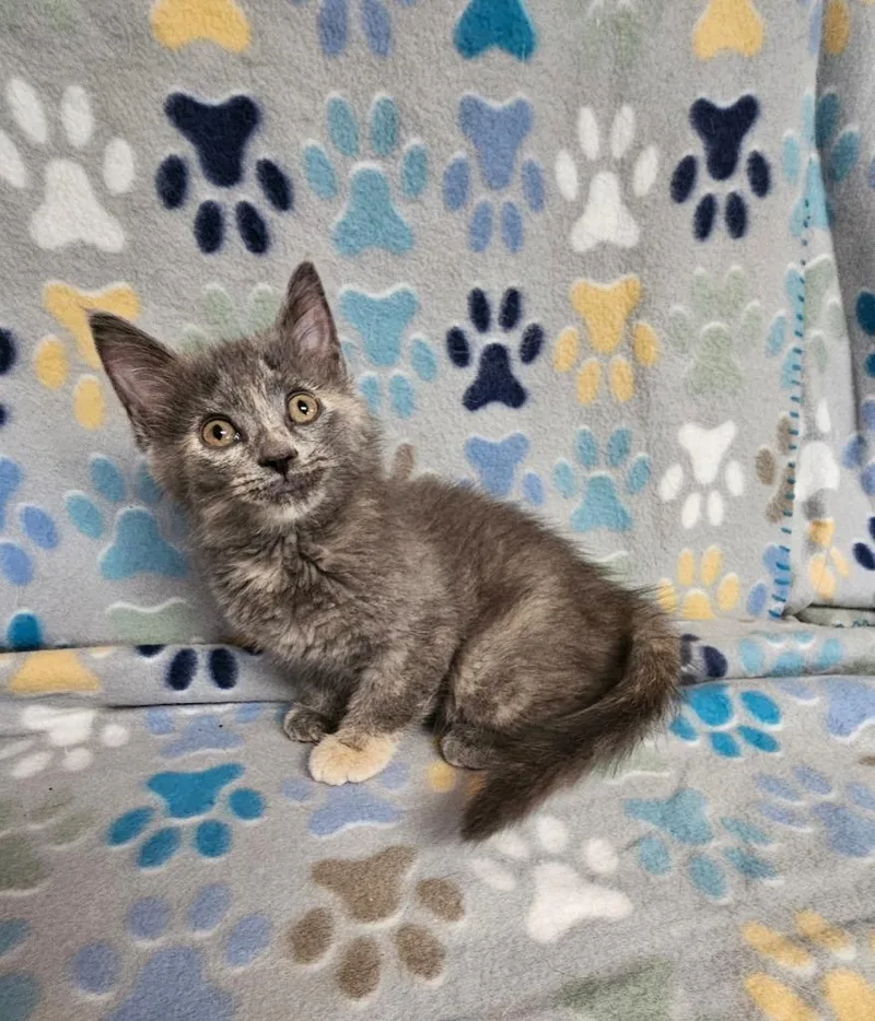 A baby small-sized female Domestic Short Hair cat named Nougat for adoption in Wabash, IN