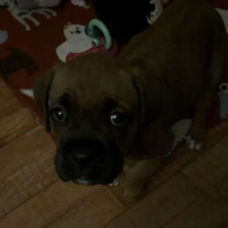 A baby small-sized female Brown / Chocolate Mixed Breed dog named Honey Maple for adoption in Chattanooga, TN