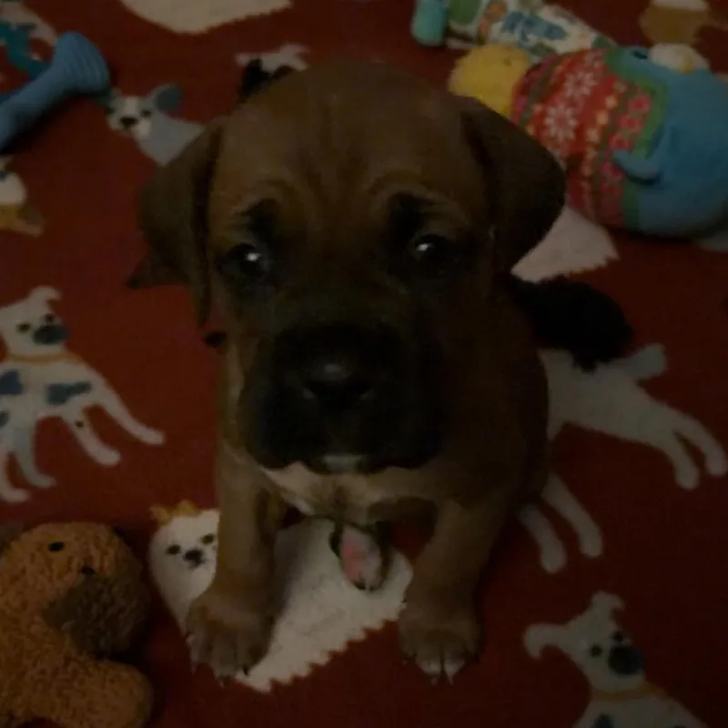 Honey Maple thumbnail 3