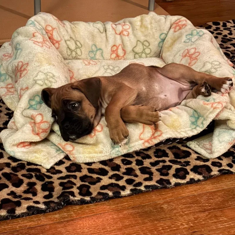 Honey Maple thumbnail 4