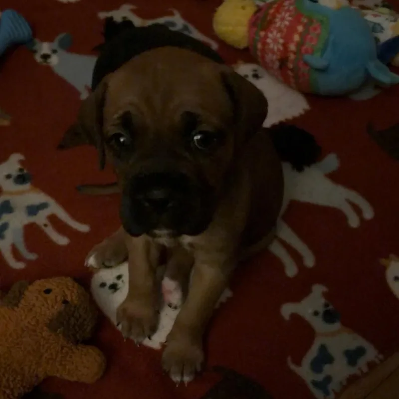 Honey Maple thumbnail 5