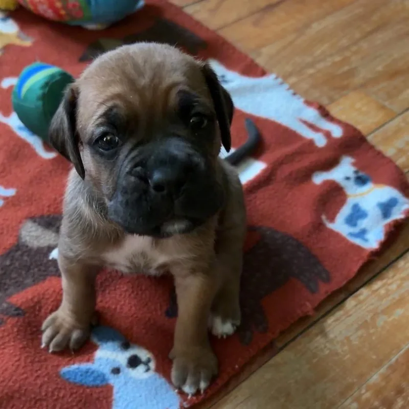 Honey Maple thumbnail 6