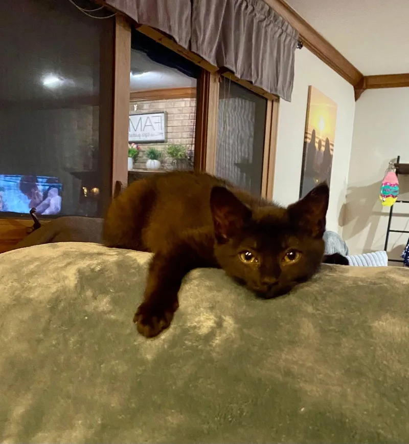 Licorice thumbnail 2