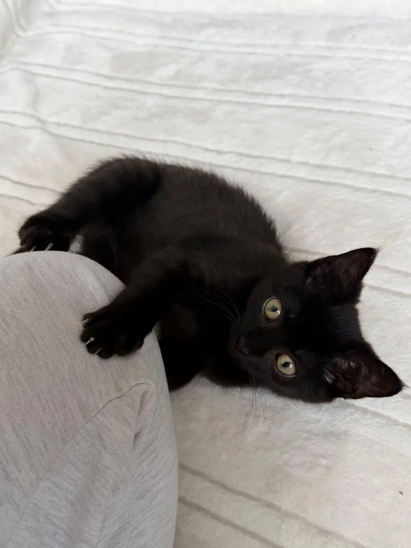 Licorice thumbnail 3