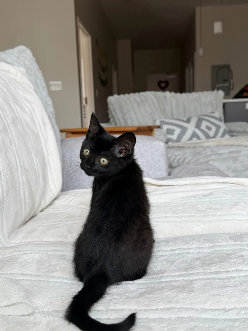 Licorice thumbnail 4