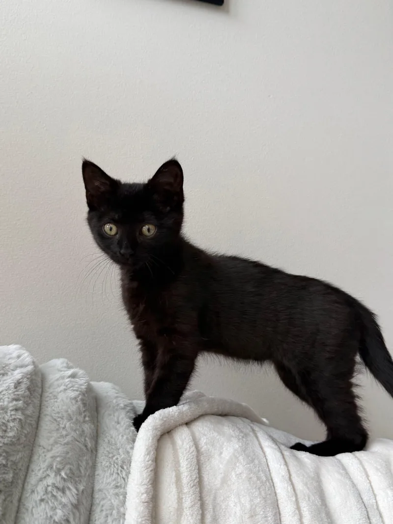 Licorice thumbnail 5