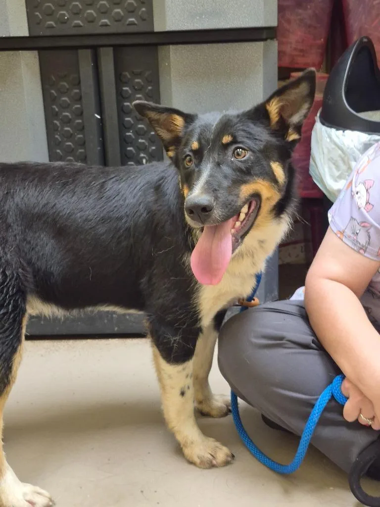 A baby small-sized male Australian Shepherd dog named Woodstock for adoption in Crossville, TN