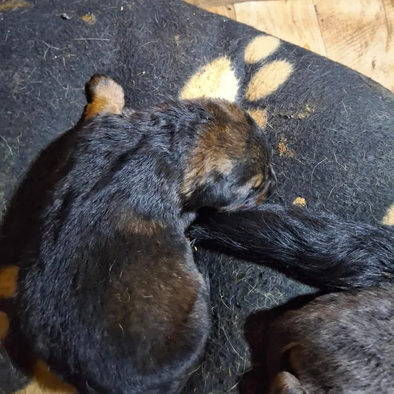 A baby large-sized male Black Rottweiler dog named Thunder for adoption in Lima, OH