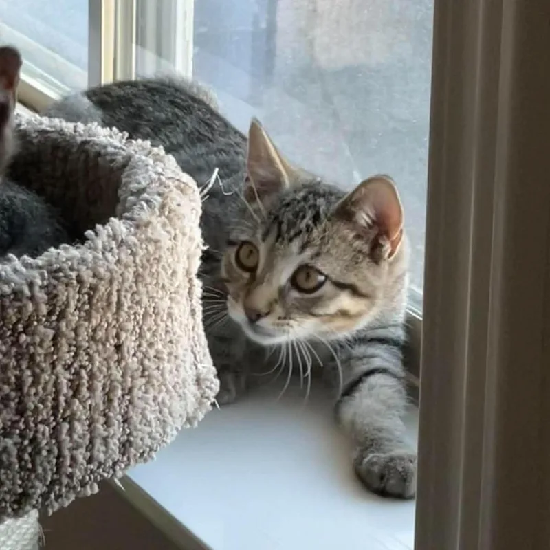 A baby small-sized male Brown / Chocolate Domestic Short Hair cat named Pyro Bingham for adoption in Eagle Mountain, UT