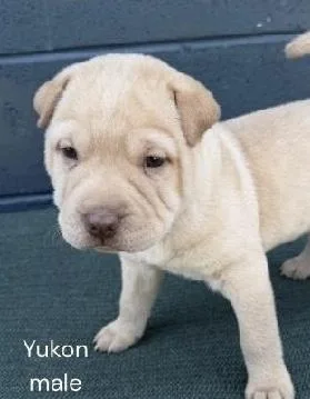 Yukon thumbnail 2