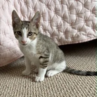 A baby small-sized male Gray / Blue / Silver Domestic Short Hair cat named Yoshi for adoption in Brooklyn, NY
